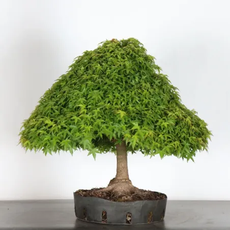 image supplémentaire - Érable du Japon "ACER...