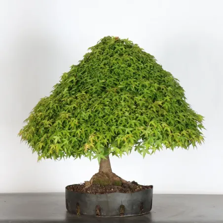 Japanese maple "ACER KIYOHIME" 1-17