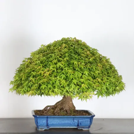 image supplémentaire - Érable japonais "ACER...