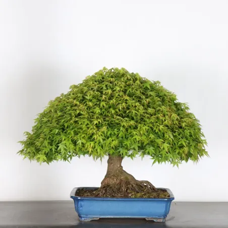 Japanese maple "ACER KIYOHIME"  1-18