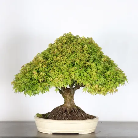 image supplémentaire - Érable japonais "ACER...