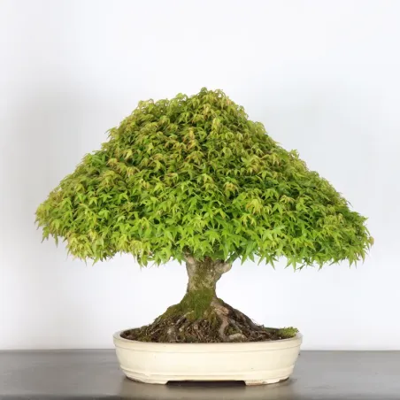 Japanese maple "ACER KIYOHIME" 1-19