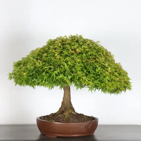 Japanese maple "ACER KIYOHIME" 1-20