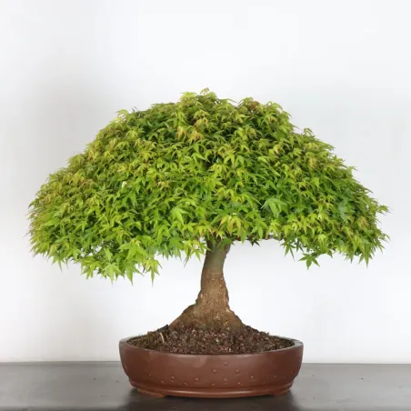 image supplémentaire - Érable japonais "ACER...