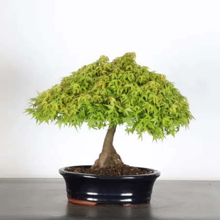 Bonsai Erable Kiyohime AK-1-3