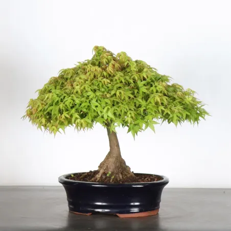 image supplémentaire - Érable Japonais "ACER...