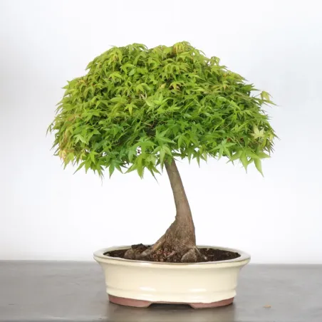 Kiyohime Maple Bonsai AK-1-4