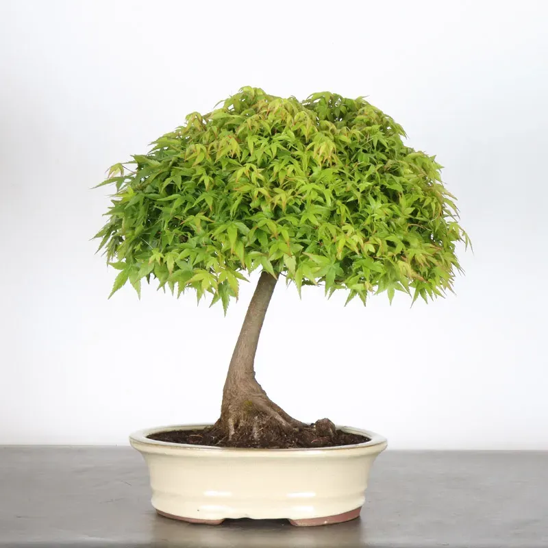 image supplémentaire - Érable Japonais "ACER...