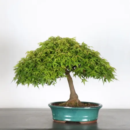 image supplémentaire - Japanese Maple "ACER...