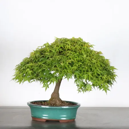Kiyohime Maple Bonsai AK-1-5