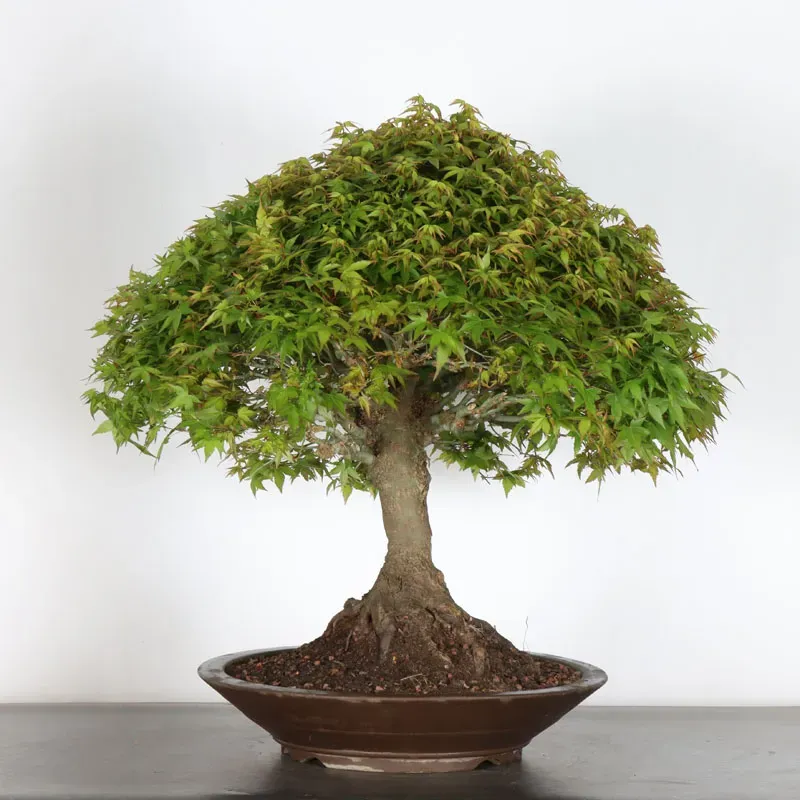 Japanese maple "ACER KIYOHIME" 1-6