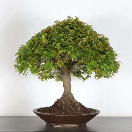 Japanese maple "ACER KIYOHIME" 1-6