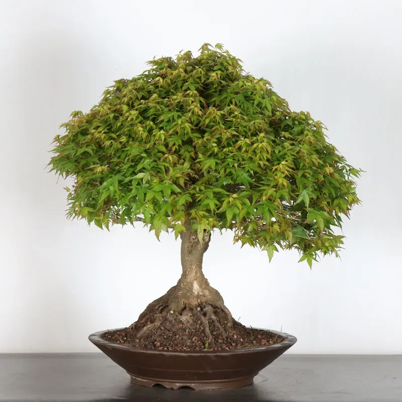 image supplémentaire - Japanese maple "ACER...