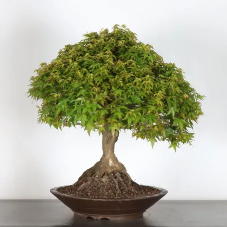 image supplémentaire - Érable japonais "ACER...