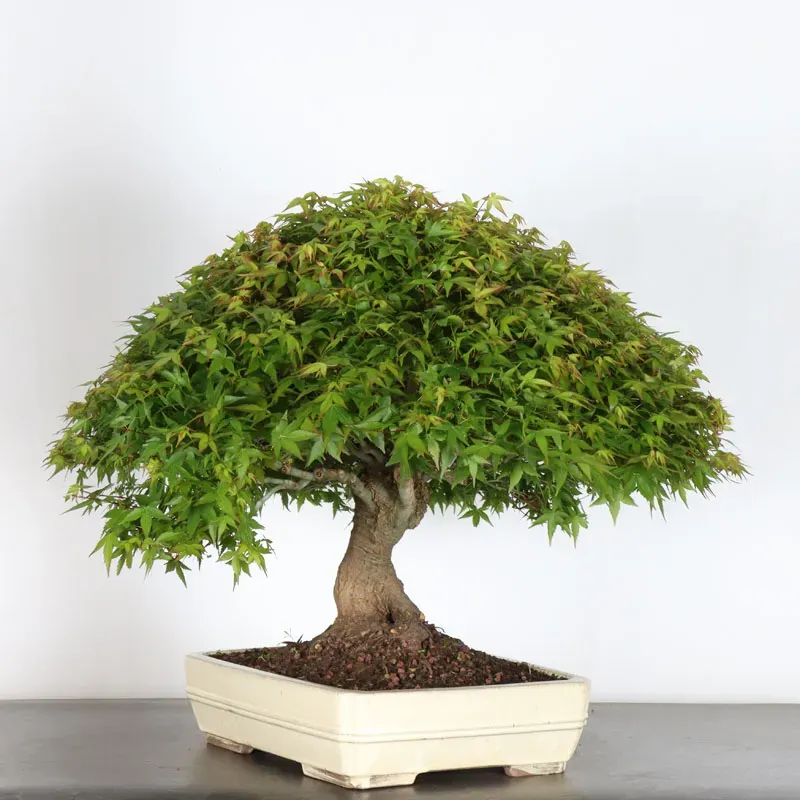 Bonsai Erable Kiyohime AK-1-7