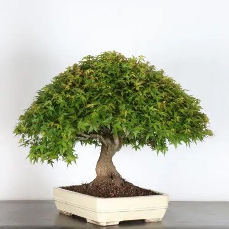 Bonsai Erable Kiyohime AK-1-7