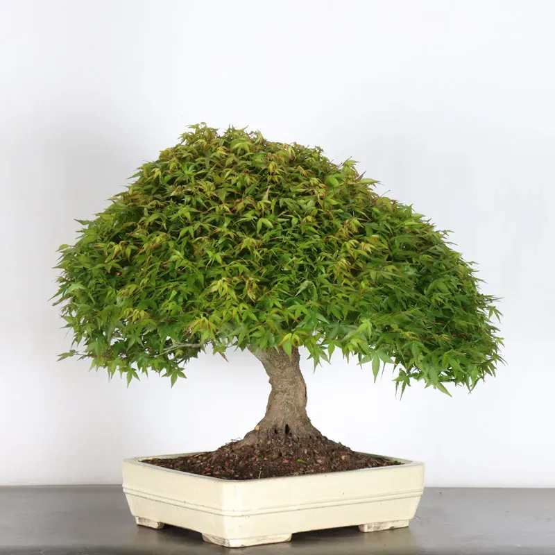 image supplémentaire - Japanese maple "ACER...