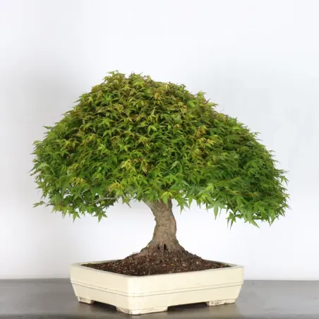 image supplémentaire - Érable japonais "ACER...