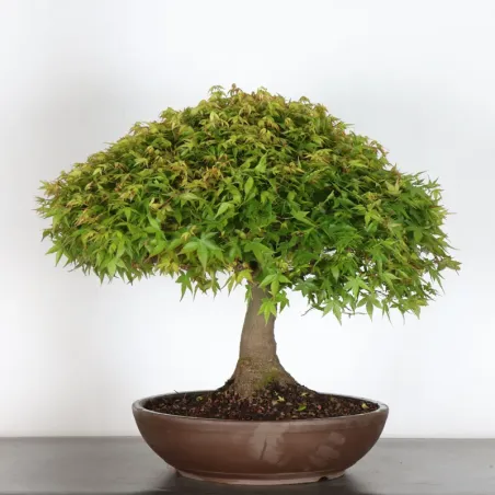 image supplémentaire - Érable japonais "ACER...