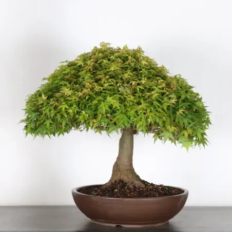 Japanese maple "ACER KIYOHIME" 1-8