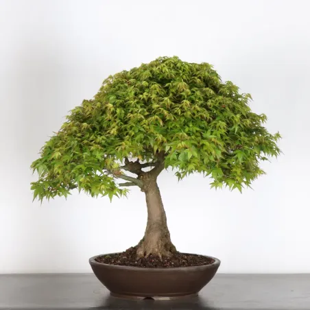 Bonsai Erable Kiyohime AK-1-9