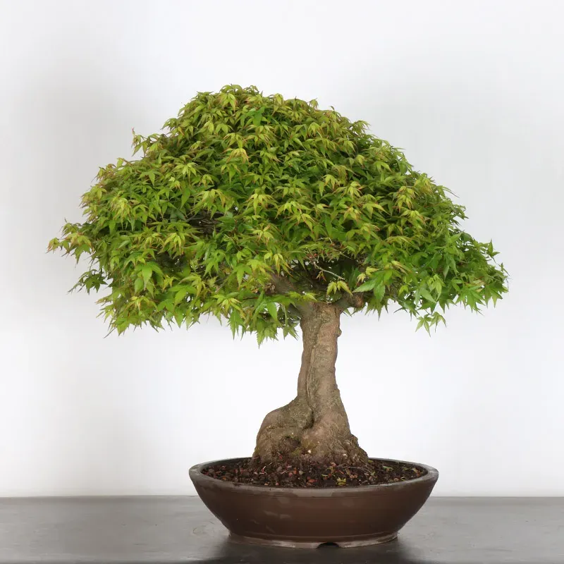 image supplémentaire - Japanese maple "ACER...