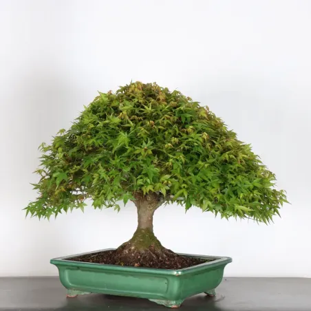 image supplémentaire - Japanese maple "ACER...