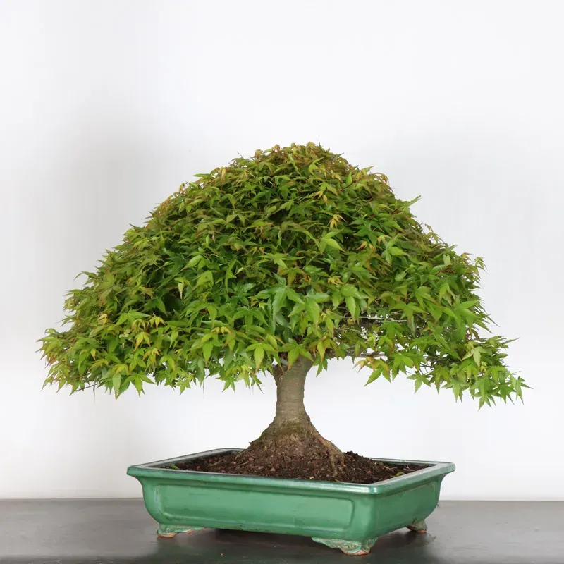 Bonsai Erable Kiyohime AK-2-1