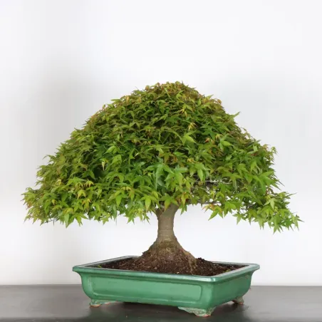 Japanese maple "ACER KIYOHIME" 2-1