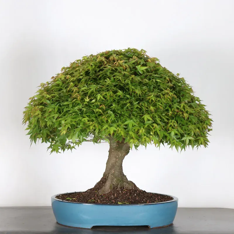 image supplémentaire - Érable japonais "ACER...