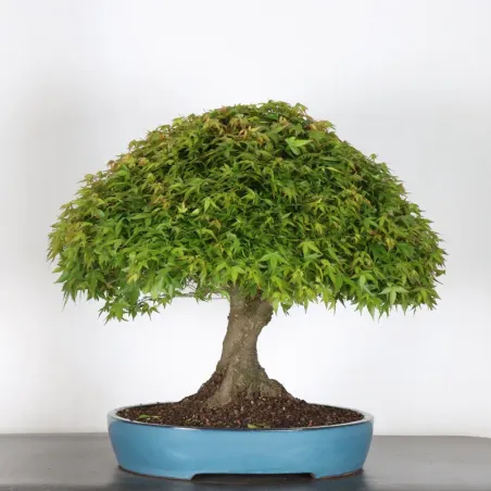 image supplémentaire - Érable japonais "ACER...