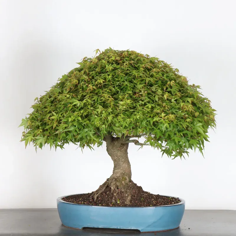 Japanese maple "ACER KIYOHIME" 2-10