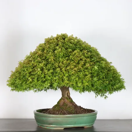 Japanese maple "ACER KIYOHIME" 2-11