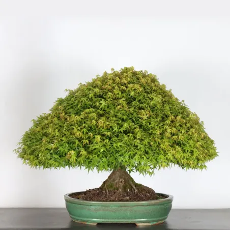 image supplémentaire - Érable japonais "ACER...