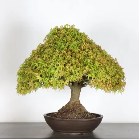 Japanese maple "ACER KIYOHIME" 2-12