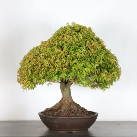 image supplémentaire - Érable japonais "ACER...