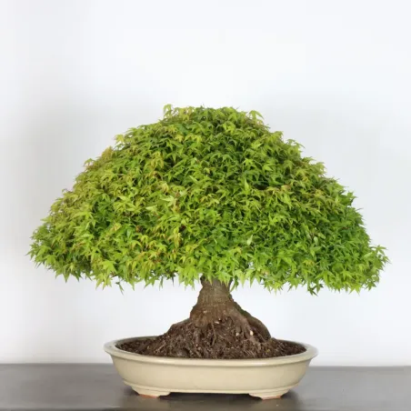 image supplémentaire - Érable japonais "ACER...