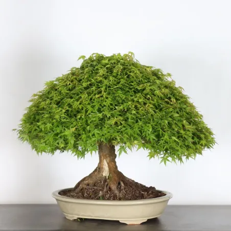 Érable japonais "ACER KIYOHIME" 2-3