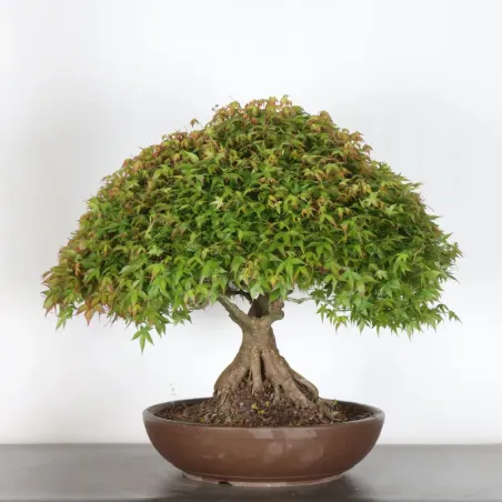 Japanese maple "ACER KIYOHIME" 2-4