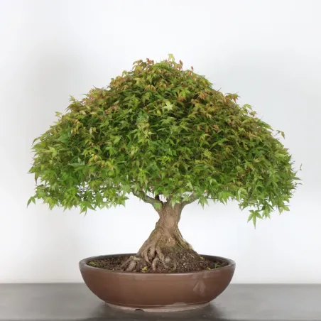 image supplémentaire - Érable japonais "ACER...