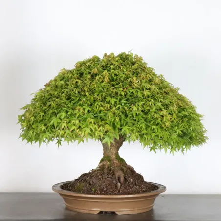 Japanese maple "ACER KIYOHIME" 2-5