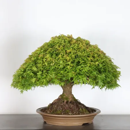 image supplémentaire - Érable japonais "ACER...