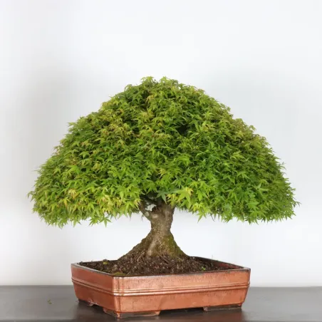 Érable japonais "ACER KIYOHIME" 2-6