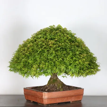 image supplémentaire - Érable japonais "ACER...