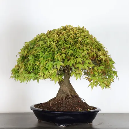 image supplémentaire - Érable japonais "ACER...