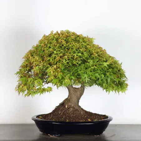 Japanese maple "ACER KIYOHIME" 2-7