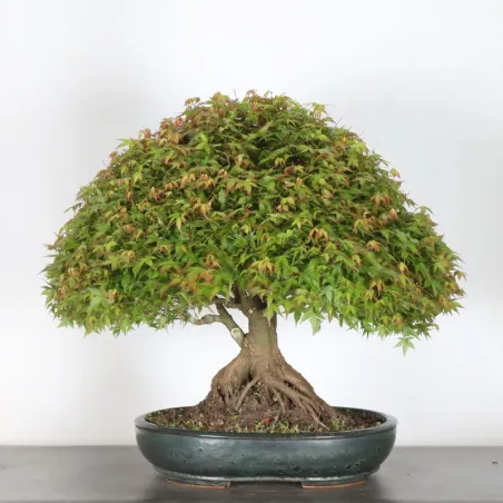 image supplémentaire - Japanese maple "ACER...