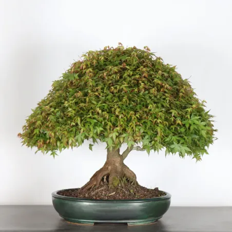 Japanese maple "ACER KIYOHIME" 2-8