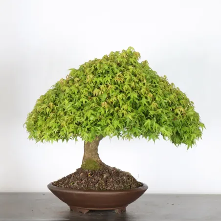 Japanese maple "ACER KIYOHIME" 2-9