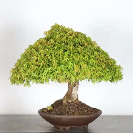 image supplémentaire - Japanese maple "ACER...